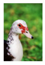 gavage canard de barbarie foie gras