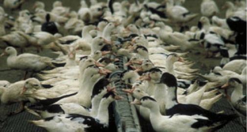 elevage gavage oies canards foie gras