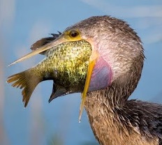 engraissement naturel gavage oiseaux sauvages