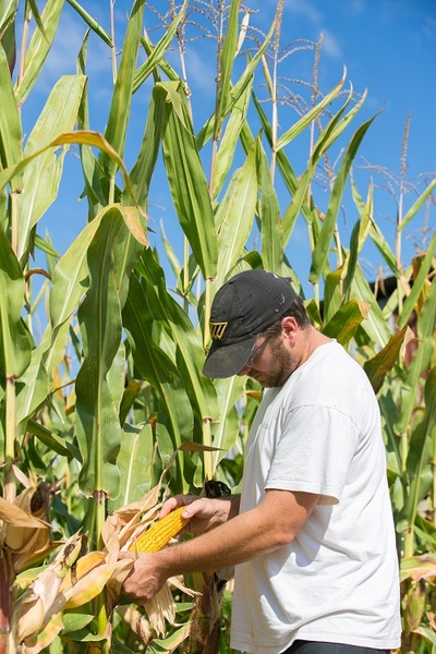 production maïs gavage canards oies
