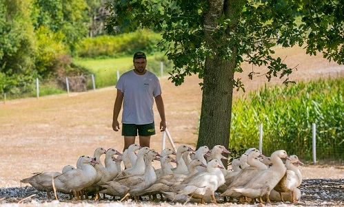 elevage gavage canards foie gras