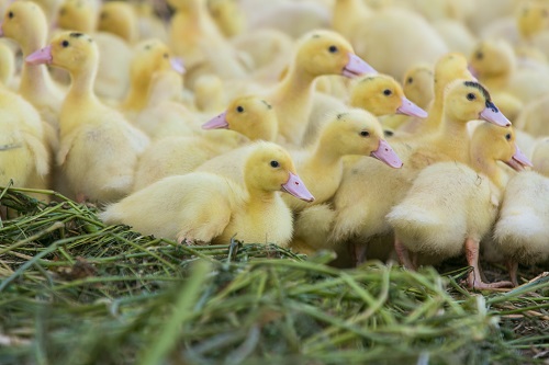 Canetons à l'âge de 4 semaines elevage gavage canetons foie gras