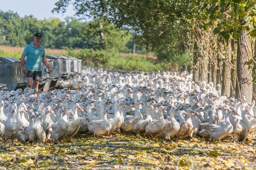 elevage gavage canards oies foie gras