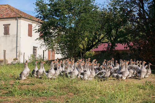 exploitation elevage gavage oies foie gras